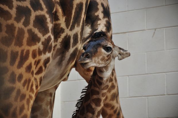 Animal shots of the week